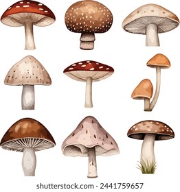 Set of watercolor cute mushrooms such as fly agaric, porcini and chanterelle isolated on white background. Perfect for cards, invitations and posters