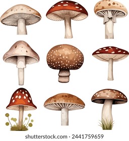 Set of watercolor cute mushrooms such as fly agaric, porcini and chanterelle isolated on white background. Perfect for cards, invitations and posters