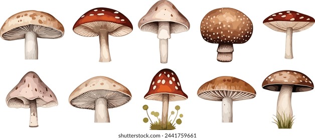 Conjunto de acuarela de setas lindas como mosca agaric, porcini y chanterelle aislado sobre fondo blanco. Perfecto para tarjetas, invitaciones y carteles