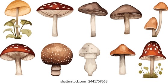 Set of watercolor cute mushrooms such as fly agaric, porcini and chanterelle isolated on white background. Perfect for cards, invitations and posters