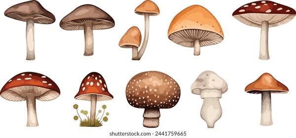 Conjunto de acuarela de setas lindas como mosca agaric, porcini y chanterelle aislado sobre fondo blanco. Perfecto para tarjetas, invitaciones y carteles