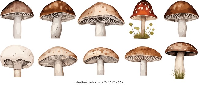 Conjunto de acuarela de setas lindas como mosca agaric, porcini y chanterelle aislado sobre fondo blanco. Perfecto para tarjetas, invitaciones y carteles