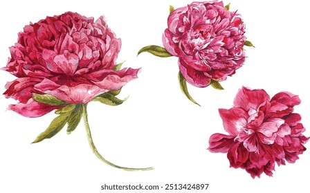 Set of watercolor dark pink peonies, separate flower leaf sprigs