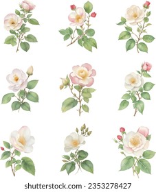 Set of watercolor dog rose flowers isolated on white background. Vector illustration.