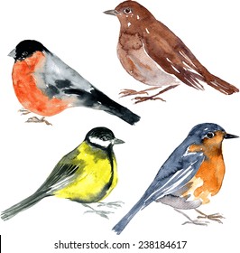 set of watercolor drawing birds,bullfinch, nightingale, tit and robin at white background, hand drawn vector illustration