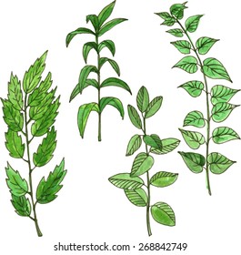 Set of watercolor drawing green brunches with leaves, natural design elements, hand drawn vector illustration