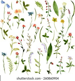 Set of watercolor drawing herbs and flowers, vector illustration