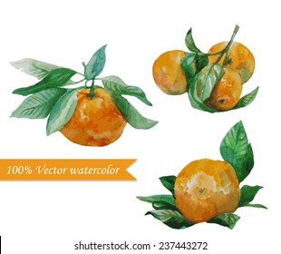 set of watercolor drawing mandarines, hand drawn vector illustration