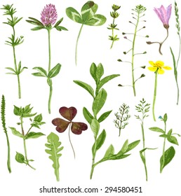 Set of watercolor drawing wild flowers, herbs and leaves, painted  field plants, botanical illustration in vintage style, color  floral collection, hand drawn vector image