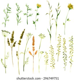 Set of watercolor drawing wild flowers, herbs and twigs, painted  field plants, color floral elements, hand drawn vector illustration