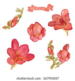 Set of watercolor elements. Collection with red vector flowers.