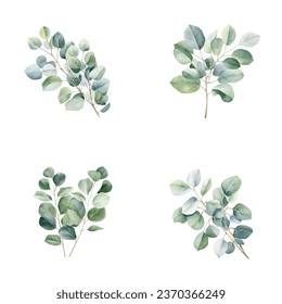 set of watercolor eucalyptus leaves