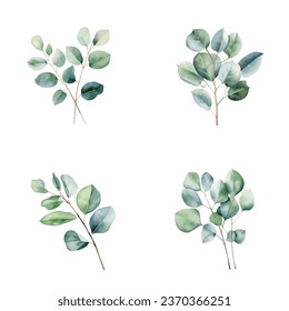 set of watercolor eucalyptus leaves