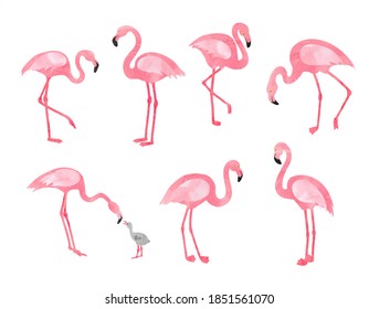 Set of watercolor flamingos isolated on white. Vector illustration of  beautiful flamingo birds.