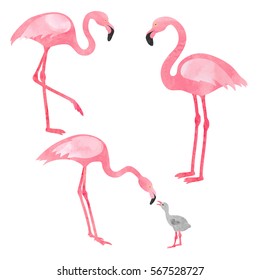 Set of watercolor flamingos isolated on white. Vector illustration of flamingo with chick.