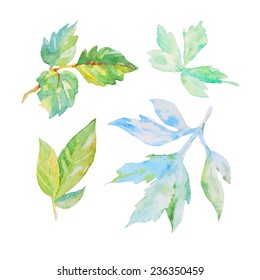 set of watercolor floral elements