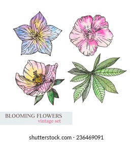 set of watercolor floral elements