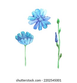 Set of watercolor flowers chicory isolated on white background. Template for banner, poster, packaging, postcard, web design. Hand Drawn vector illustration.