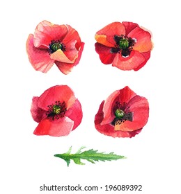 Set of watercolor flowers poppies vector illustration. Scarlet poppy flowers illustration.