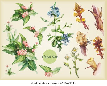 Set of watercolor flowers. Vector isolated elements