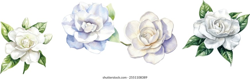 Set of Watercolor gardenia bloom illustration. Hand-painted pure white petals with a smooth, waxy texture, isolated on a white background.