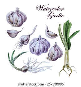 Set of watercolor garlic. Illustrations. Vector.