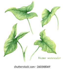 Set of watercolor green leaves.