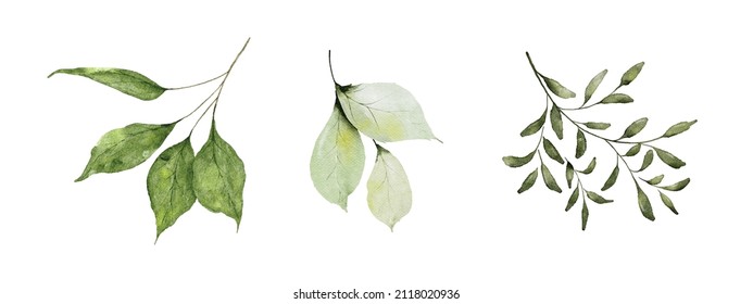 Set of watercolor green leaves elements. Collection botanical vector isolated on white background suitable for Wedding Invitation, save the date, thank you, or greeting card. - Shutterstock ID 2118020936