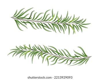 Conjunto de elementos de hojas de color verde acuático. Vector botánico de colección aislado sobre fondo blanco adecuado para Invitación de Boda