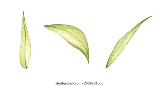 Set of watercolor green leaves elements. Collection botanical for Wedding Invitation, save the date, thank you, or greeting card.