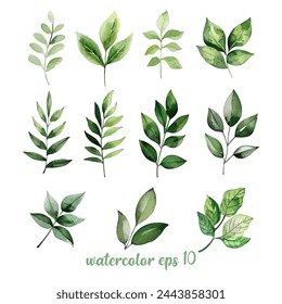 Set of watercolor green leaves elements. Collection botanical vector eps 10, isolated on white background suitable for Wedding Invitation, save the date, thank you, or greeting card