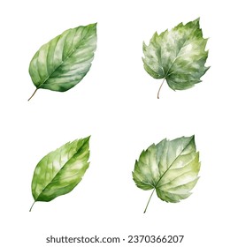 Set of watercolor green leaves isolated on white background