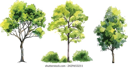 Set of watercolor green tree isolated on white background for landscape and architecture drawing, elements for environment and garden, botanical for section in spring. Watercolor trees collection