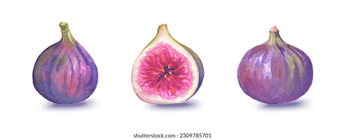 Conjunto de medias acuarelas e higos enteros aislados sobre fondo blanco. Ilustración vectorial realista de la fruta.