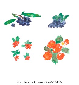 Set of watercolor hand drawn berries. Isolated on white background. Vector illustration. 