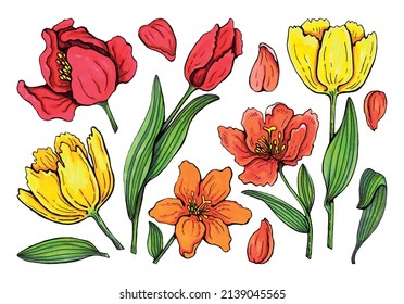 A set of watercolor hand-painted tulips. flowers and leaves for your design.