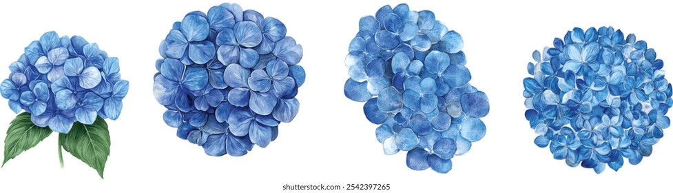 Conjunto de aquarela hydrangea ilustração de cluster. Pétalas azuis vibrantes pintadas à mão formando uma flor arredondada, isoladas em um fundo branco.