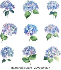 Set mit Hydrangea-Blumen in Aquarellfarben. Vektorgrafik.