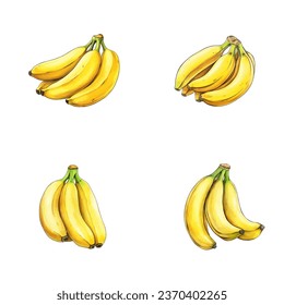 set of watercolor illustration of banana fruit isolated on a white background