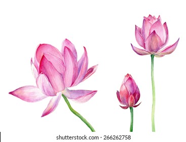 Lotus Flower Watercolor Images, Stock Photos & Vectors | Shutterstock