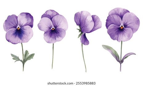 Set of watercolor illustrations featuring purple pansy flowers with delicate details, soft petals, and green leaves on stems.
