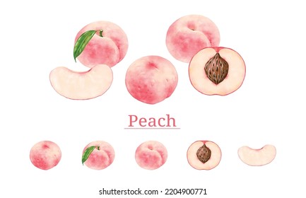 Set of watercolor illustrations of peach.