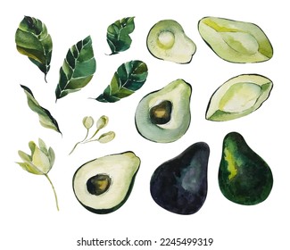 Set of watercolor images of avocado and leaves