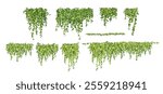 Set of watercolor ivy with green leaves. botanical hanging garden vector elements isolated on white background, suitable decoration for landscape, background, or wall decoration.