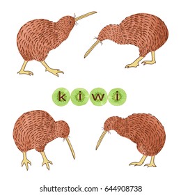 Set of watercolor Kiwi birds isolated on white. Vector illustration.