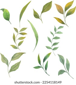 Set of watercolor leaves, hand drawn botanical illustration of green leaves. Ideal for composition, wedding cards, prints, patterns, packaging design.