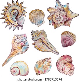 set of watercolor multicolored seashells of different shapes