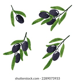 Set of watercolor olive branches. Vector olives illustration