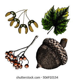 Set, Watercolor Painted And Hand Drawn Inked Rustic Maple Seeds, Drawing Of Grapes Leaf. Rowan Or Rowanberry. Sorb, Ash, Pit. Oak Nut Or Seed. Vector.