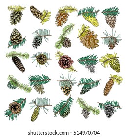 Set Of Watercolor Painted And Hand Drawn Inked Conifer, Pinecone, Pine, Spruce, Cedar, Design. Watercolor Painted And Hand Drawn Inked Realistic Pine Cones. Hand Drawn And Painted Fir Cone.  Vector. 